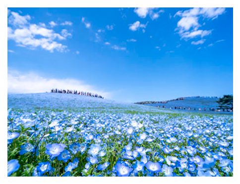 茨城県 ひたち海浜公園